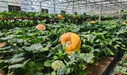 寿光网红大瓜,一场网络舆论的风暴